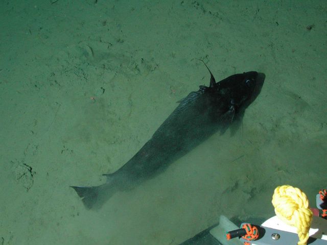 Pacific flatnose (codling) (Antimora microlepis) at 2802 meters. Picture