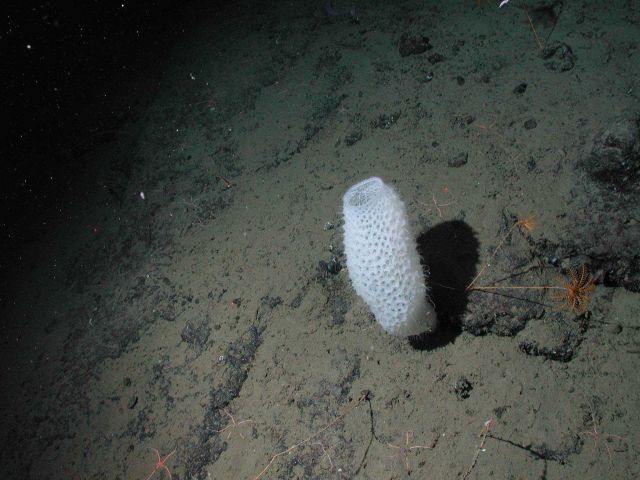 White vase sponge (Class Hexactinellida) at 2572 meters water depth. Picture