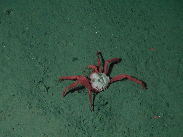 Crab on seafloor Picture
