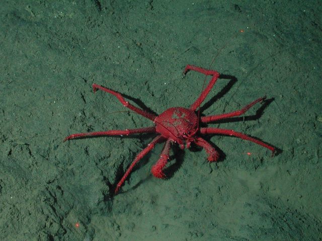 Crab on seafloor Picture