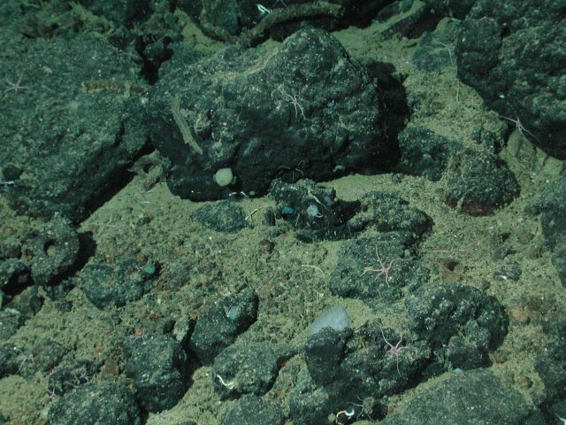 Brittle stars and other marine life on basalt boulders Picture