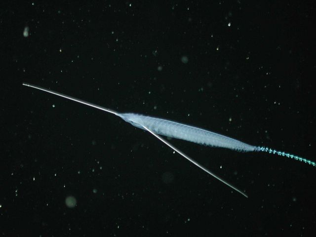 A siphonophore? Picture
