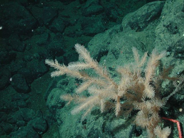 Black coral (Antipathes sp.) at 1520 meters water depth. Picture