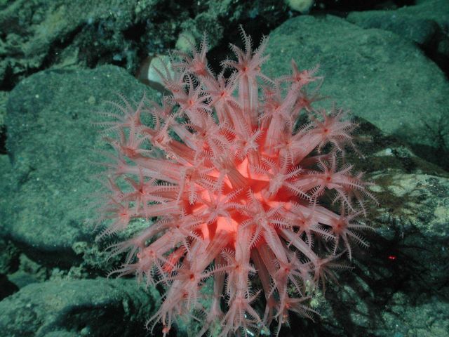 Mushroom soft coral (Anthomastus sp.) at 1470 meters water depth. Picture