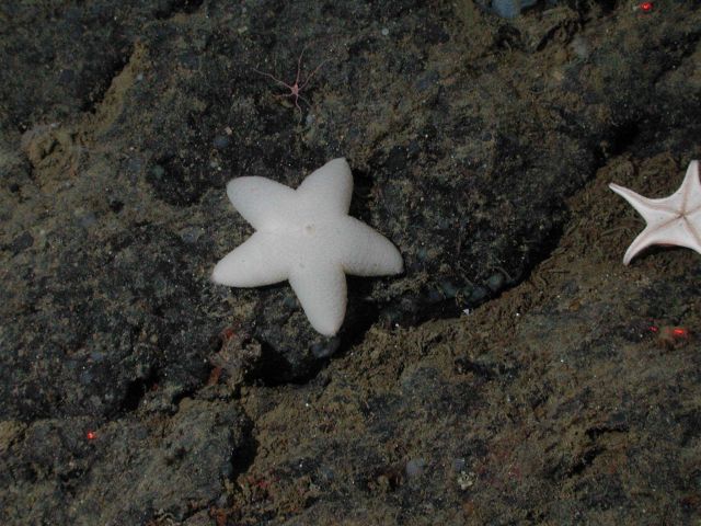 White slime sea star (Pteraster sp.) at 1520 meters water depth. Picture