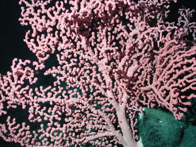 Bubblegum coral (Paragorgia arborea). Picture