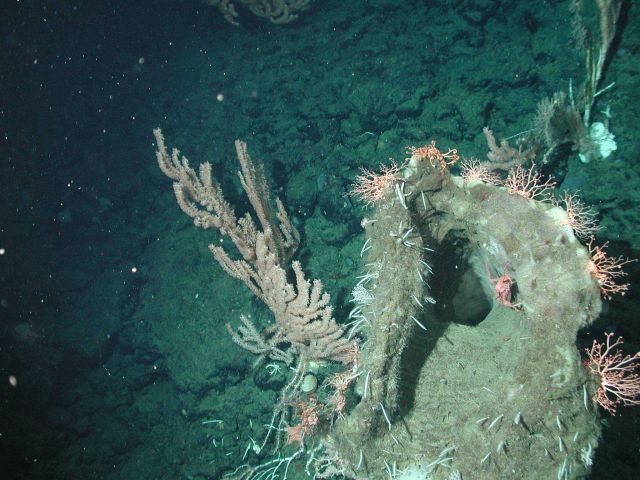 Bamboo coral (Keratoisis sp.) on the Davidson Seamount Coral colony age estimates exceed 200 years. Picture