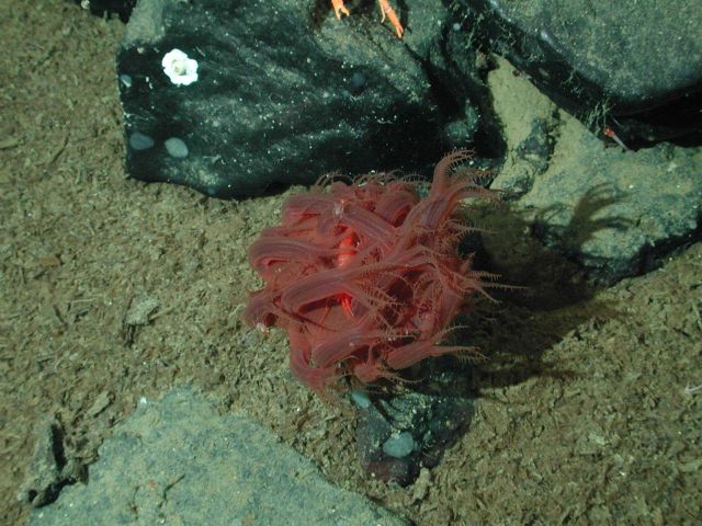 Mushroom soft coral (Anthomastus sp.) on the Davidson Seamount. Picture