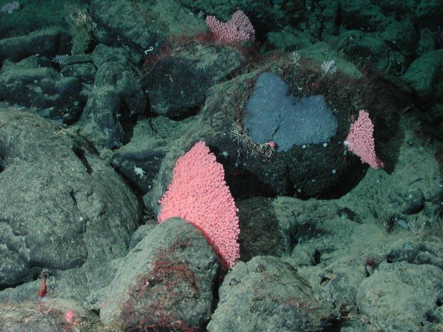 Bubblegum coral and large black sponge Picture