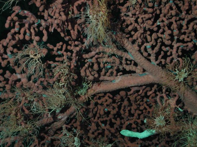 Bubblegum coral (Paragorgia arborea) with basket starfish. Picture