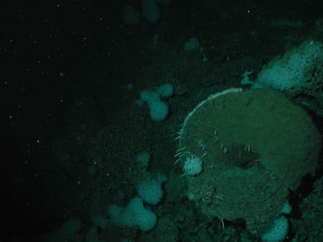 White ruffle sponge (Farrea sp.) in background. Picture