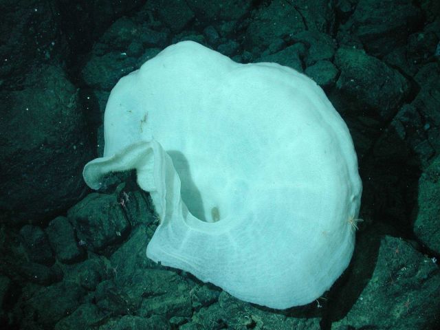 White trumpet sponge. Picture