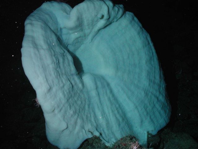 White trumpet sponge at 1572 meters water depth. Picture