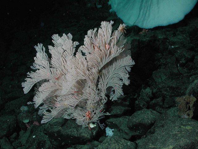 Big White coral (Family Primnoidae) and brittle star (Asteronyx sp) at 1570 meters water depth. Picture