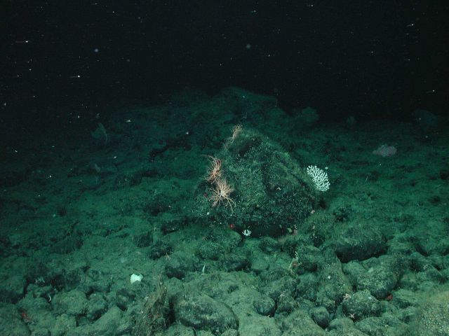 Zigzag coral (Madrepora oculata) and basket stars on highest topographic feature in the area. Picture