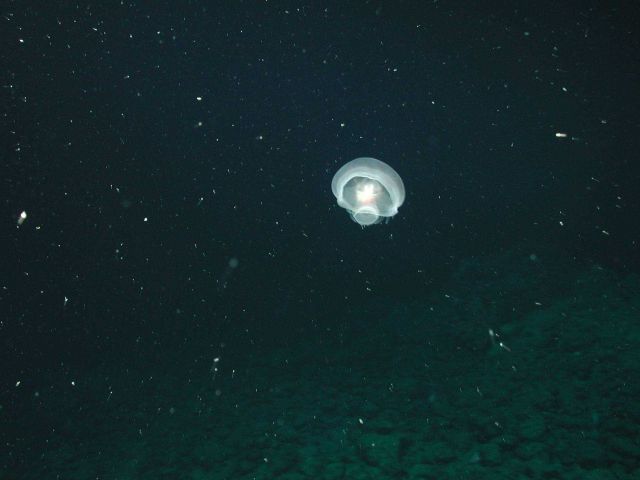 Mollusk (Order Nudibranchia) swimming on the flank of Davidson Seamount at 1498 meters. Picture