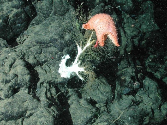Large orange starfish on dead coral bush Picture