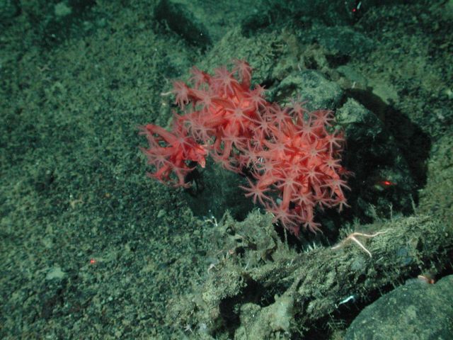 Mushroom soft coral (Anthomastus sp.) at 1580 meters water depth. Picture