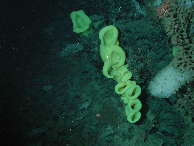 Yellow Picasso sponges (Staurocalyptus sp.) Picture