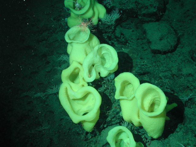 Yellow Picasso sponges (Staurocalyptus sp.) at 1330 meters water depth. Picture