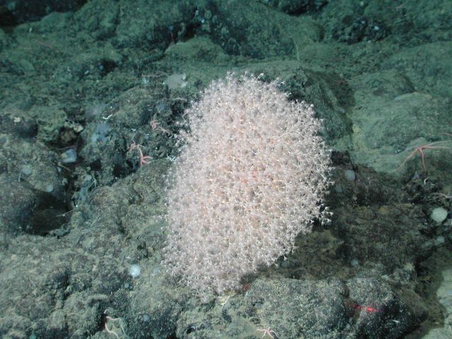 Glassy coral (Chrysogorgia sp.) at 2486 meters water depth. Picture