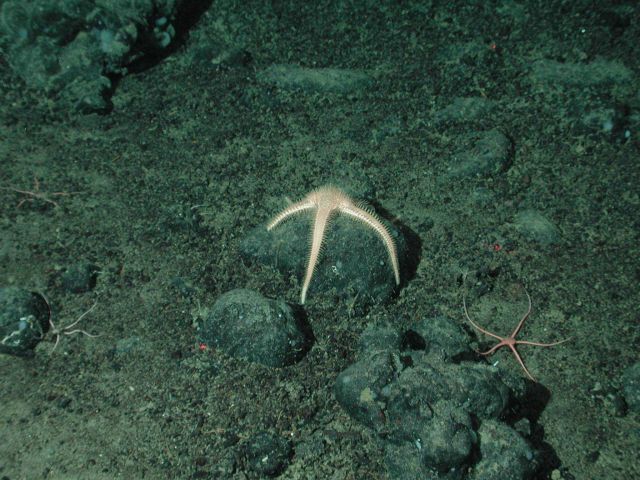 Prickly sea star (Benthopecten sp.) and brittle stars at 2461 meters water depth . Picture