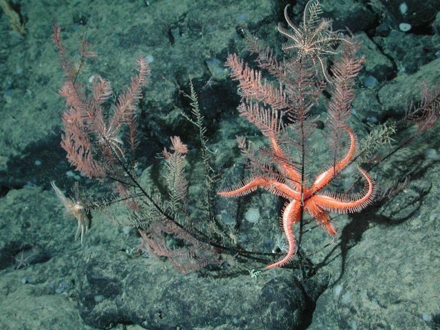 Crinoids (Florometra serratissima) and orange brisingid on a black coral (Lillipathes sp.) at 1950 meters water depth. Picture