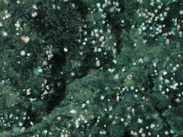 Stony corals (Order Scleractinia) at 1950 meters water depth. Picture