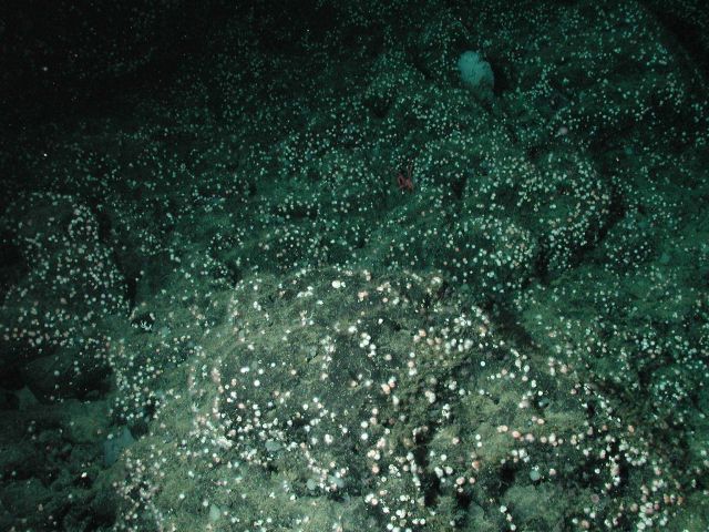 Stony corals (Order Scleractinia) at 1950 meters water depth. Picture