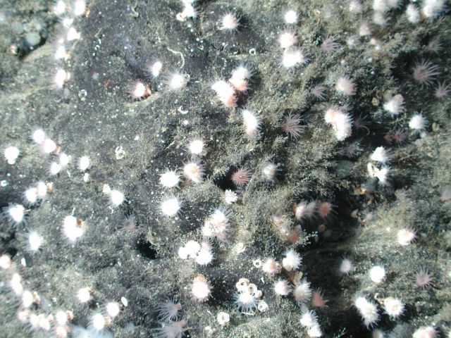 Stony corals (Order Scleractinia) at 1950 meters water depth. Picture