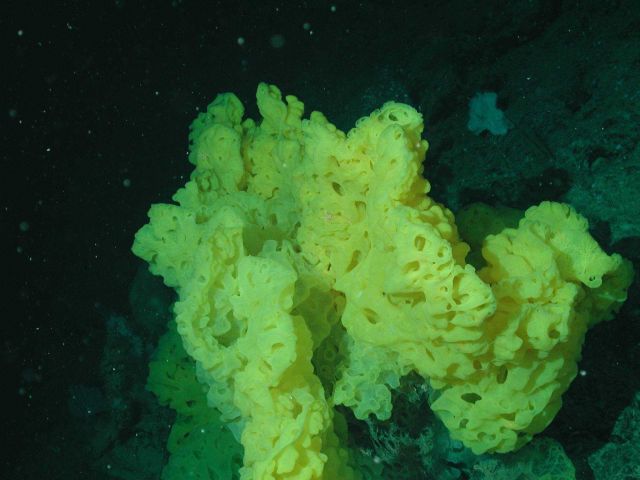 Yellow ruffle sponge at 1930 meters depth. Picture
