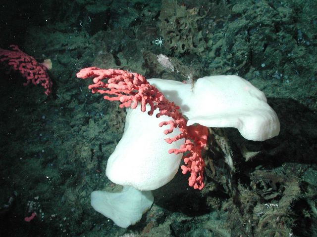 Bubblegum coral and white sponge Picture