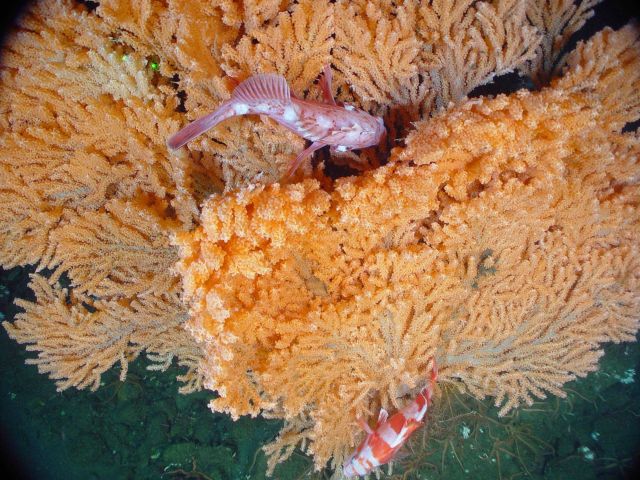Rockfish nestled in the branches of a gorgonian soft coral, tentatively identified as a Primnoa sp. Picture