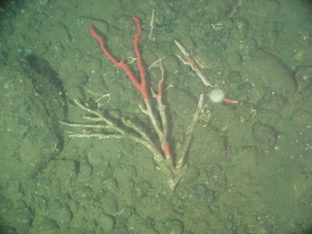 Dead broken coral on seafloor Picture