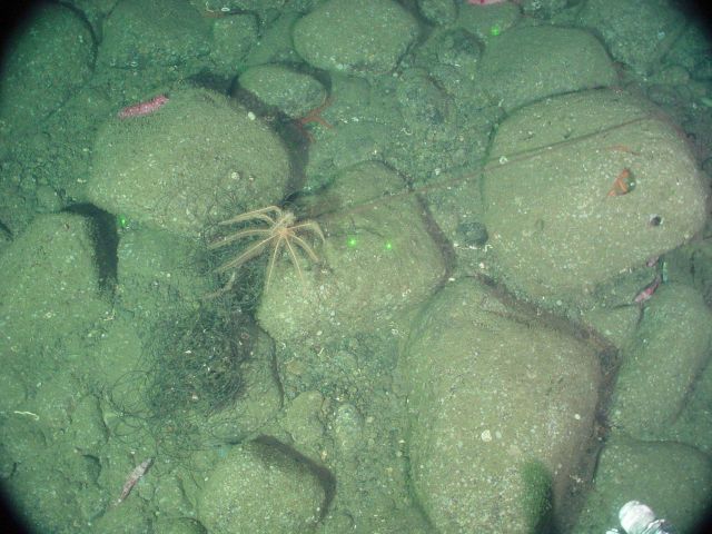 Marine debris - fishing line and wire on seafloor Picture