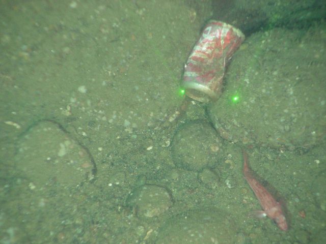 Marine debris - a soft drink can on the seafloor Picture