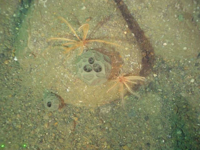 Unidentified organism (greenish balls) with the crinoids Florometra serratissima Picture