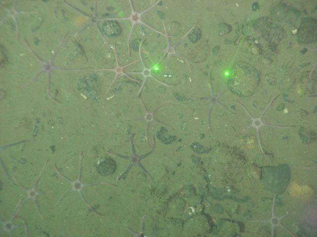 The brittle stars, Ophiura sarsi, often carpet the seafloor of the Olympic Coast National Marine Sanctuary Picture