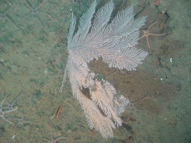 The soft coral Plumarella longispina Picture
