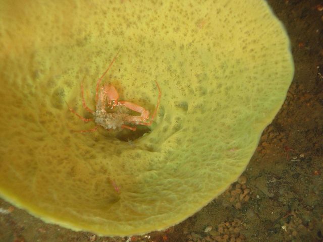 Crab and small green shrimp living in a yellow vase sponge Picture