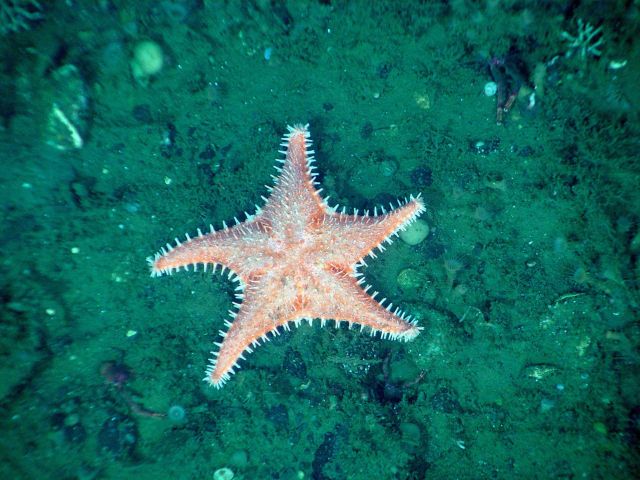 Spiny Red Sea Star (Hippasteria spinosa) Picture