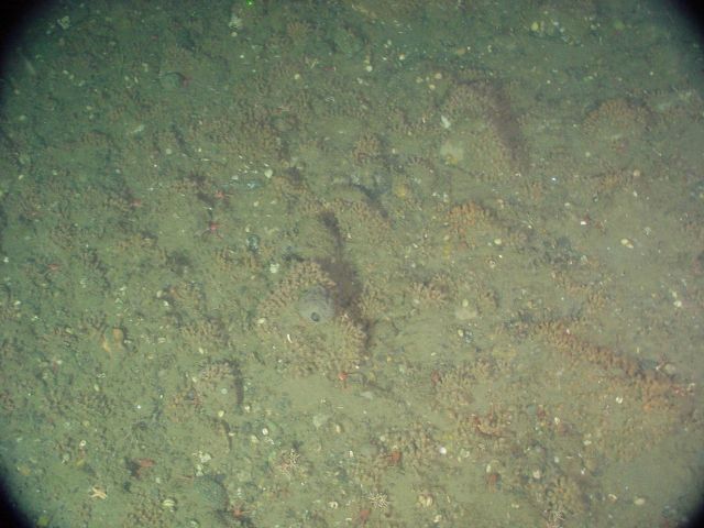 Marine debris - wire cable on continental slope Picture