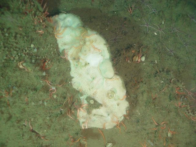 Sponge and brittle stars on continental slope. Picture
