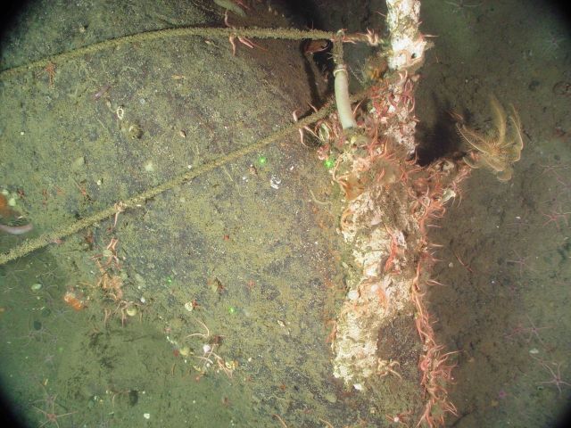 Marine debris Picture