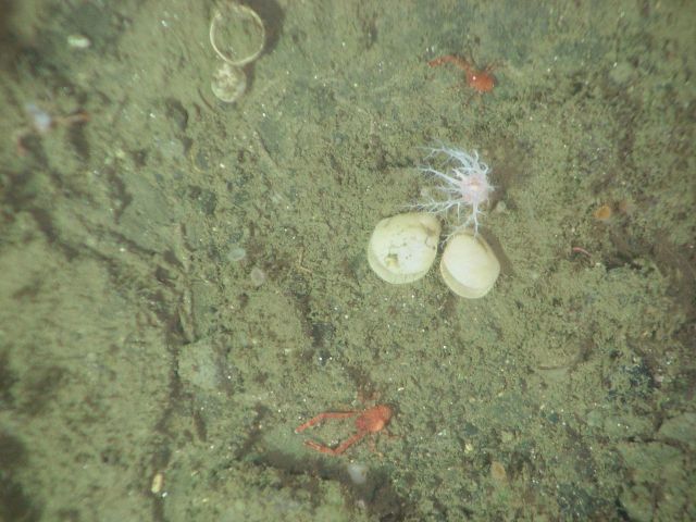 Sea cucumber (Psolus squamatus) Picture