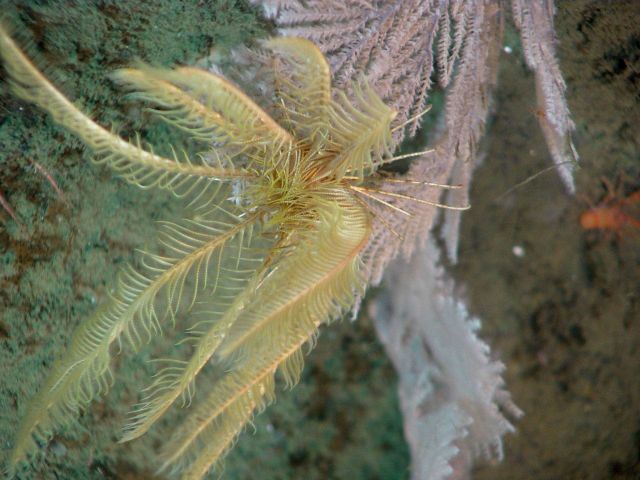 Crinoid and Plumarella longispina Picture