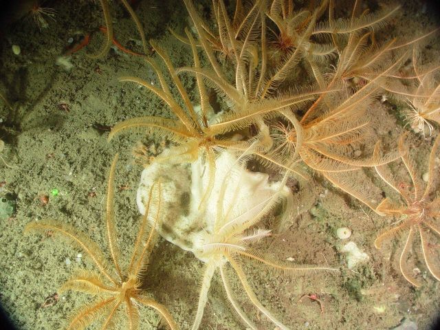 Crinoids and sponge Picture