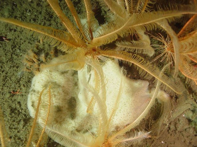 Crinoids and sponge Picture