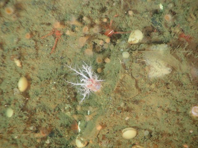 Sea cucumber (Psolus squamatus) Picture