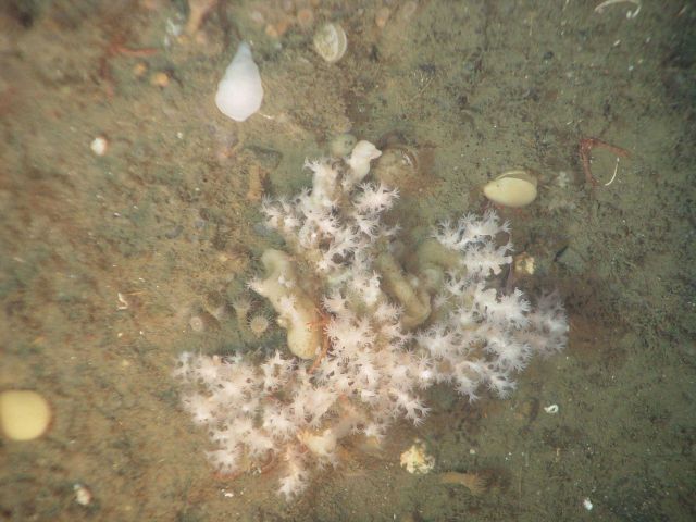 Deep sea coral (Lophelia pertusa) Picture